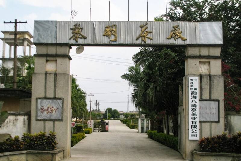 早春乔木圆茶经典再现 雅韵山野二重奏 八角亭云南勐海早春乔木圆茶 经典再现,传奇新生!