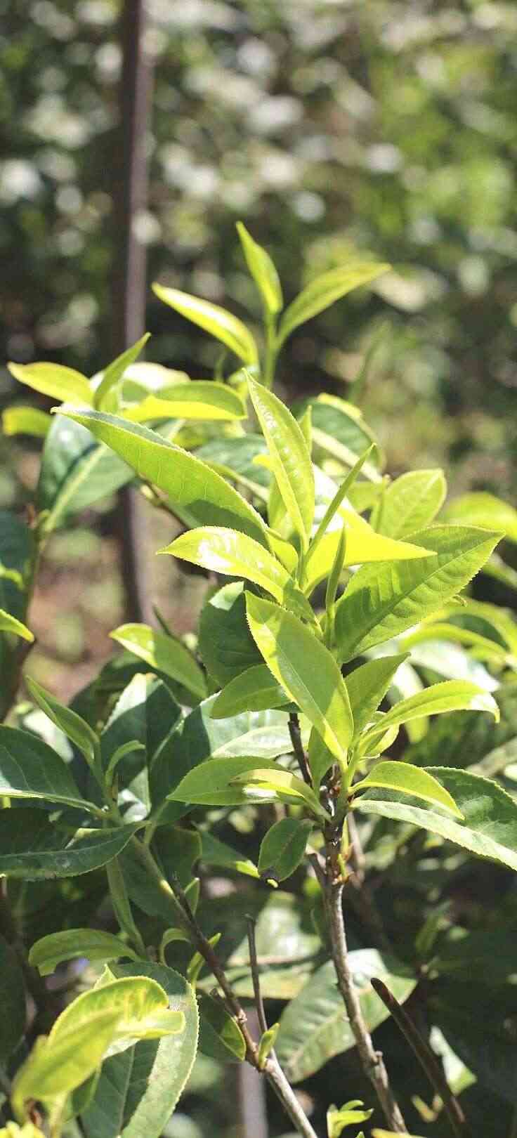 细品春韵香气,大树春饼茶的自然清甜与持久醇厚 下关大树春饼茶 细酌高山云雾滋养出的“春韵”
