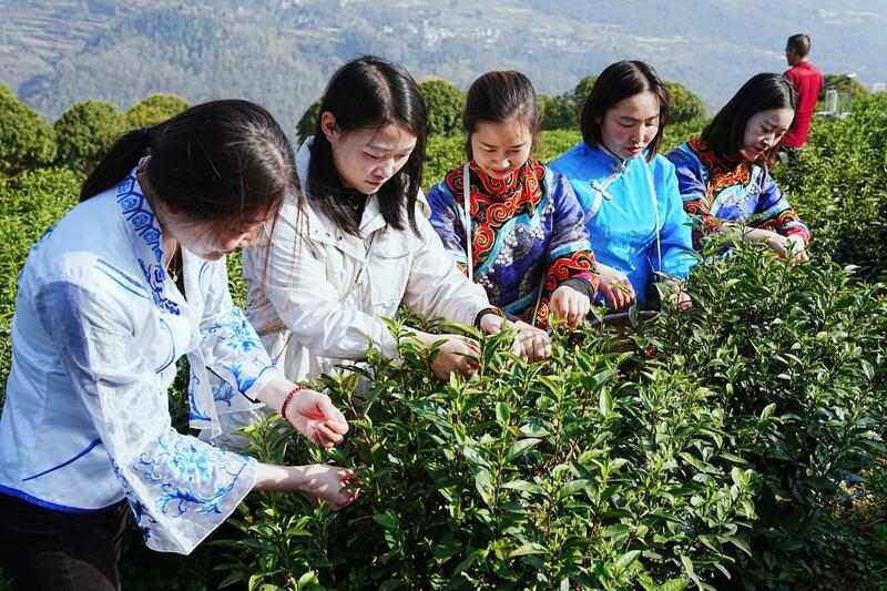 正安白茶春采启幕 生态产业助力乡村振兴 品一口春天的味道!正安白茶春茶正式开采