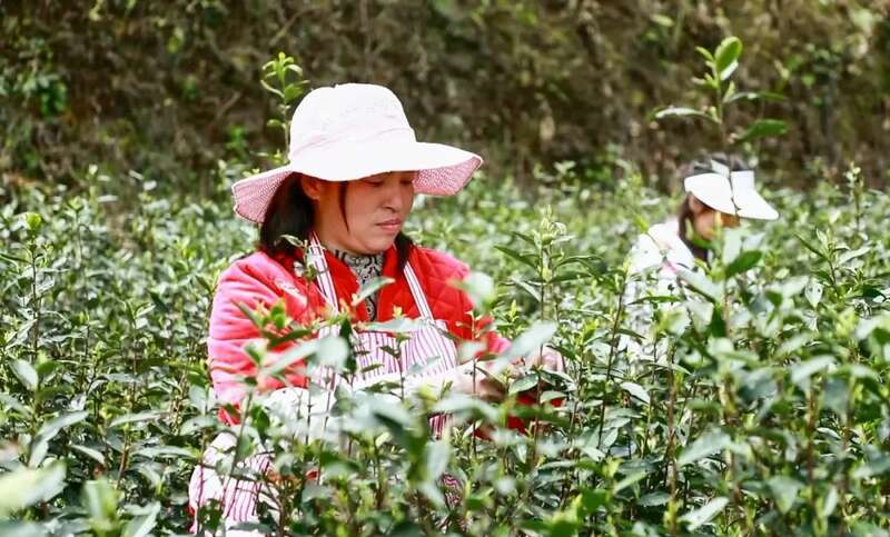 茶山变身增收新引擎,乡村振兴见实效 凤冈:“老茶园”里飘出“新茶香 ”
