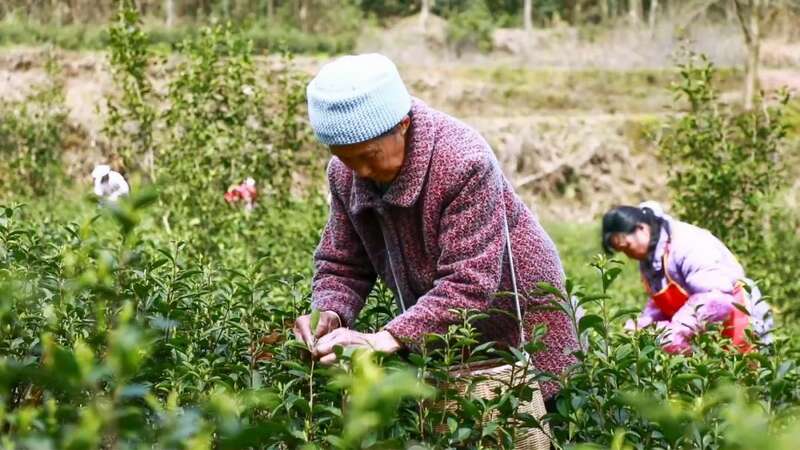 茶山变身增收新引擎,乡村振兴见实效 凤冈:“老茶园”里飘出“新茶香 ”