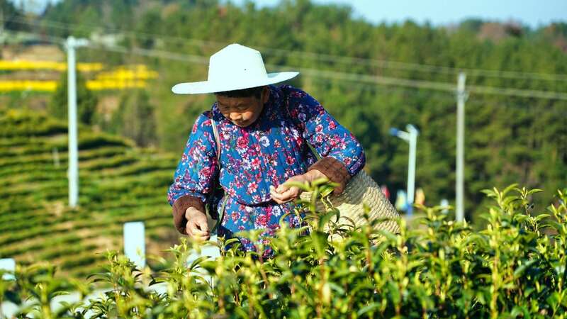 达城春茶采摘黄金期启幕,明前茶品尝自然清香 达州融媒 立即打开 明前茶抢“鲜”上市!达州各茶园迎来了采摘黄金期