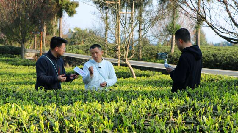 沉浸式体验非遗茶技 蒙顶山茶旅融合引关注 云端品茗探茶源 安逸茶山迎客来