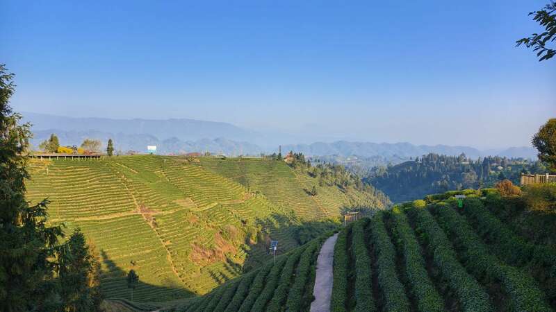 沉浸式体验非遗茶技 蒙顶山茶旅融合引关注 云端品茗探茶源 安逸茶山迎客来