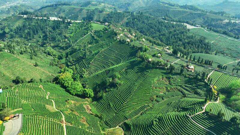 沉浸式体验非遗茶技 蒙顶山茶旅融合引关注 云端品茗探茶源 安逸茶山迎客来