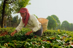 茶产业数字化转型加速,七彩云南庆沣祥茶业领航品质保障 七彩云南庆沣祥茶业出席第十一届京东春茶节共促茶产业高质量发展