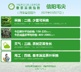 多方联动推动中国茶产业发展新方向 2025春茶季:信阳毛尖开采