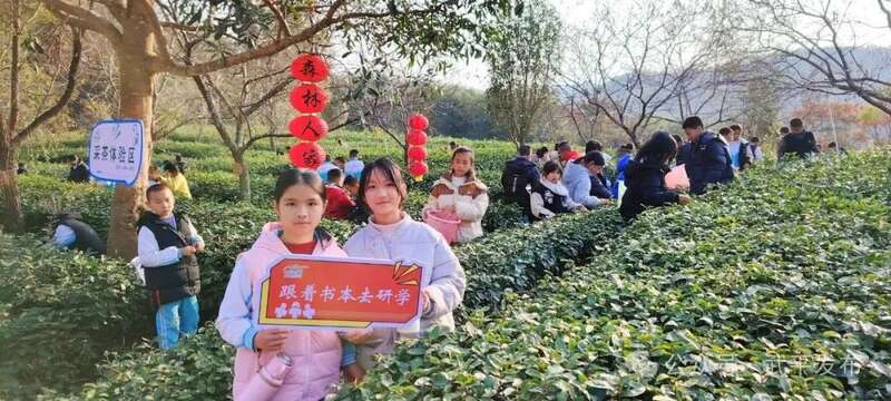 松花寨生态茶园开启采茶季 茶旅融合赋能乡村振兴 一片叶子富一方百姓!武平茶旅融合的共富密码