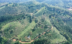 松花寨生态茶园开启采茶季 茶旅融合赋能乡村振兴 一片叶子富一方百姓!武平茶旅融合的共富密码