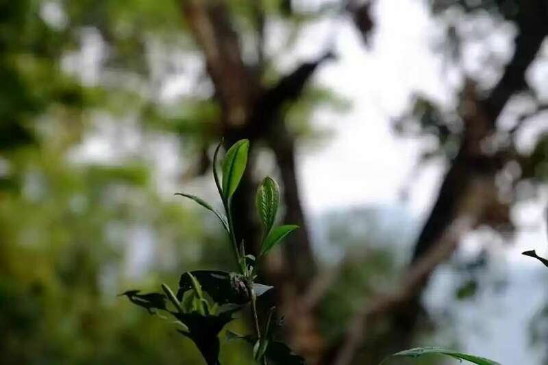春茶越早越好?科学认知揭秘其优势与局限 春茶越早采摘品质越好?你为追春茶交了哪些“智商税”?