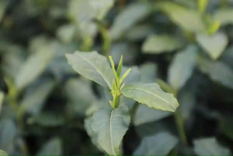 春茶越早越好?科学认知揭秘其优势与局限 春茶越早采摘品质越好?你为追春茶交了哪些“智商税”?