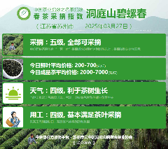 多方联动推动中国茶产业发展新方向 2025春茶季:信阳毛尖开采