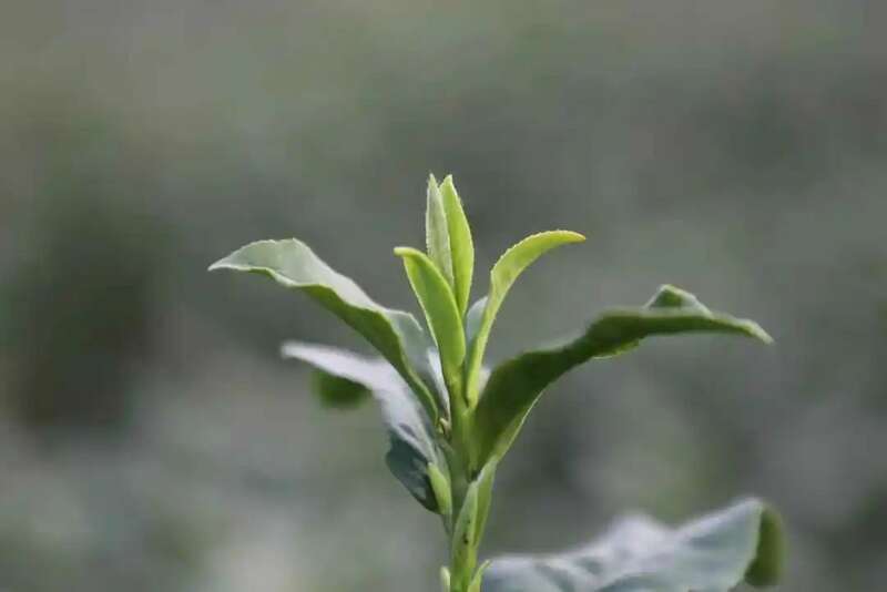 春茶越早越好?科学认知揭秘其优势与局限 春茶越早采摘品质越好?你为追春茶交了哪些“智商税”?