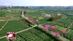 四川雅安名山区茶文旅融合新典范 CCTV-1晚间新闻聚焦:名山区茶文旅融合发展新风貌