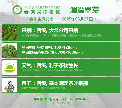 多方联动推动中国茶产业发展新方向 2025春茶季:信阳毛尖开采