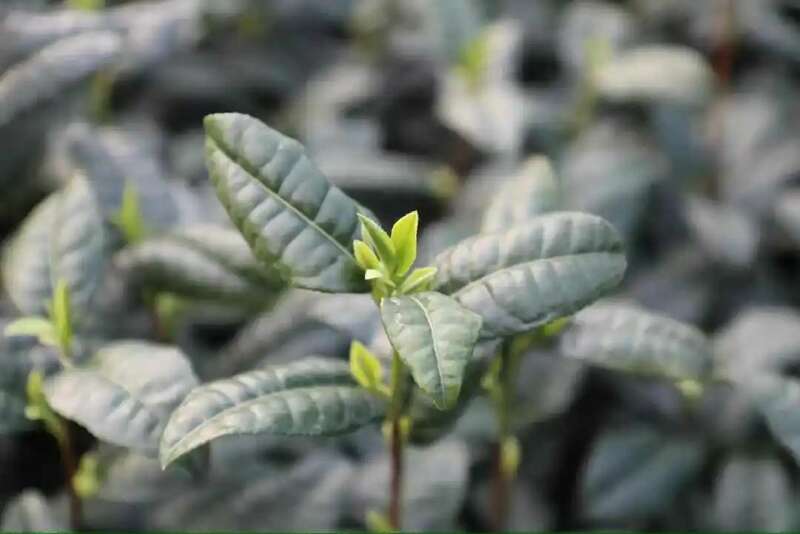 春茶越早越好?科学认知揭秘其优势与局限 春茶越早采摘品质越好?你为追春茶交了哪些“智商税”?