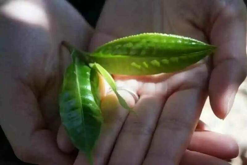 春茶越早越好?科学认知揭秘其优势与局限 春茶越早采摘品质越好?你为追春茶交了哪些“智商税”?