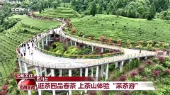 四川雅安名山区茶文旅融合新典范 CCTV-1晚间新闻聚焦:名山区茶文旅融合发展新风貌