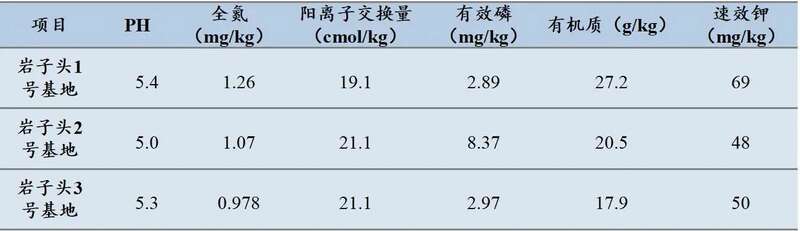 岩子头古树沱茶:自然馈赠与匠心工艺的完美融合 下关岩子头古树沱茶 汲取山水精华,成就绝美品质