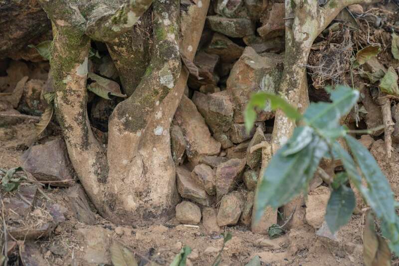岩子头古树沱茶:自然馈赠与匠心工艺的完美融合 下关岩子头古树沱茶 汲取山水精华,成就绝美品质
