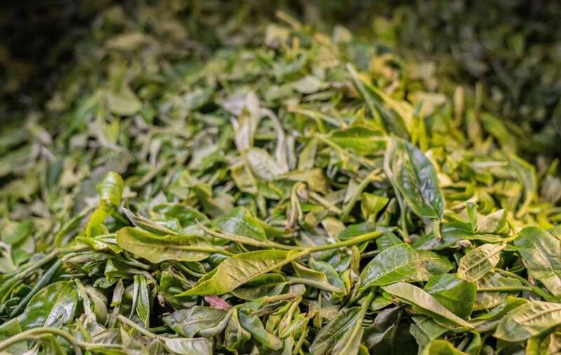 岩子头古树沱茶:自然馈赠与匠心工艺的完美融合 下关岩子头古树沱茶 汲取山水精华,成就绝美品质