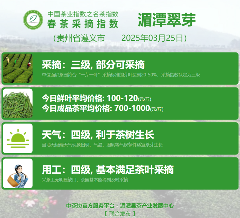 多方茶产业协会联合发声 共推行业高质量发展 2025春茶季:黄山毛峰开采