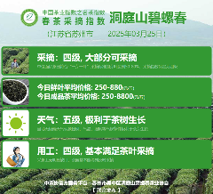 多方茶产业协会联合发声 共推行业高质量发展 2025春茶季:黄山毛峰开采