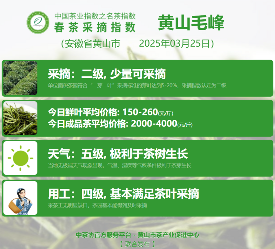 多方茶产业协会联合发声 共推行业高质量发展 2025春茶季:黄山毛峰开采