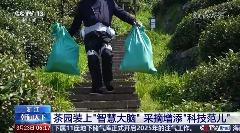 AI智能茶园管理助力茶产业转型升级 春茶开采,AI智能设备如何在茶园管理上“各显神通”?