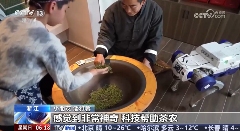 AI智能茶园管理助力茶产业转型升级 春茶开采,AI智能设备如何在茶园管理上“各显神通”?