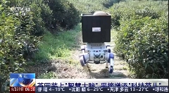 AI智能茶园管理助力茶产业转型升级 春茶开采,AI智能设备如何在茶园管理上“各显神通”?