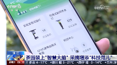 AI智能茶园管理助力茶产业转型升级 春茶开采,AI智能设备如何在茶园管理上“各显神通”?