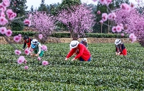 探秘春茶采摘:凤冈茶海之心上演传统茶事文化 贵州凤冈:多彩活动为春茶打