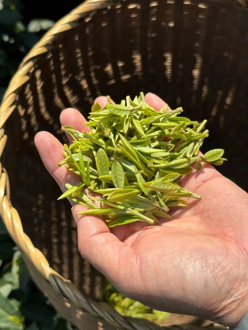 西湖龙井“狮、龙、云、虎、梅”字号历史与产地特色 西湖龙井已开采!想要了解龙井茶,