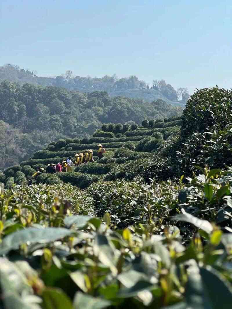 西湖龙井“狮、龙、云、虎、梅”字号历史与产地特色 西湖龙井已开采!想要了解龙井茶,
