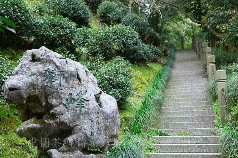 西湖龙井“狮、龙、云、虎、梅”字号历史与产地特色 西湖龙井已开采!想要了解龙井茶,