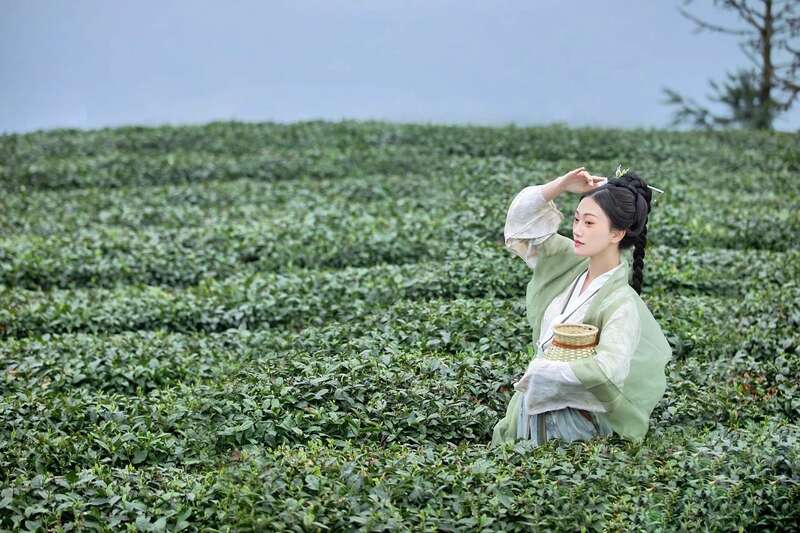 雅安春茶文化之旅:千年茶香与山野风光的完美邂逅 来不来雅安喝茶?