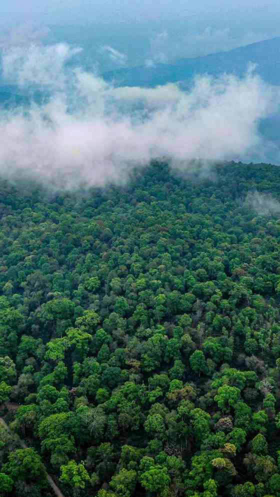 景迈山古树春茶兰香蜜韵非遗技艺文化活遗产 澜沧古茶景迈山的春天,该是001味的