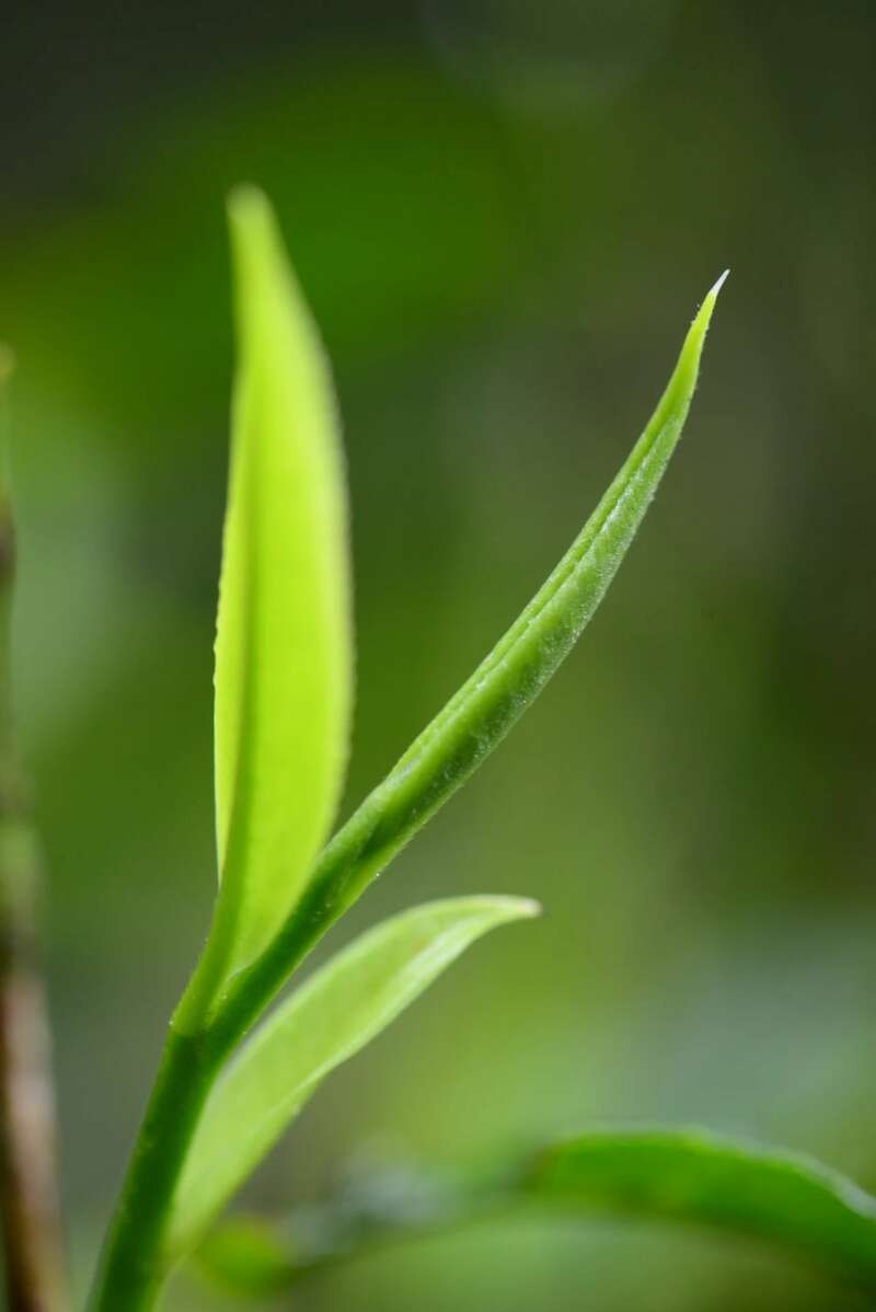 景迈山古树春茶兰香蜜韵非遗技艺文化活遗产 澜沧古茶景迈山的春天,该是001味的