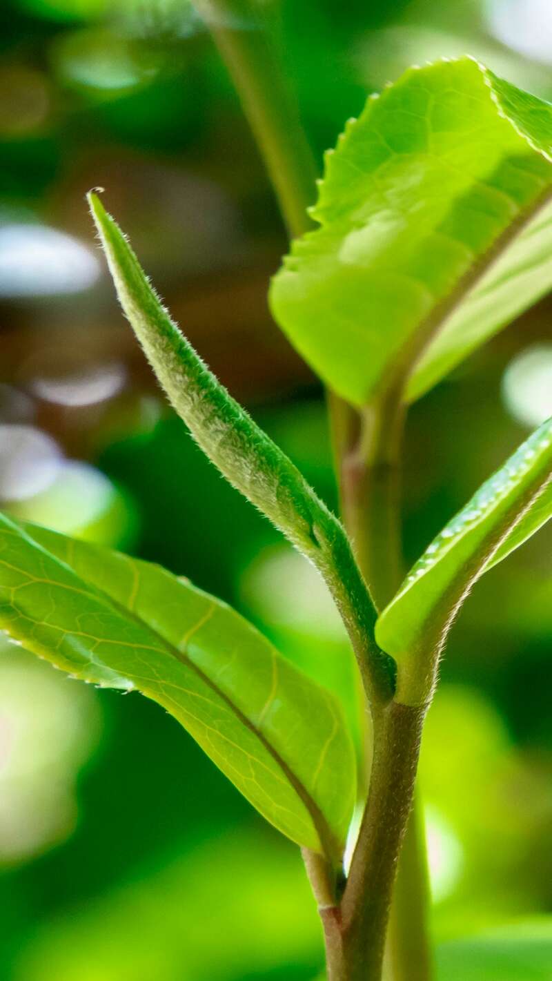 景迈山古树春茶兰香蜜韵非遗技艺文化活遗产 澜沧古茶景迈山的春天,该是001味的