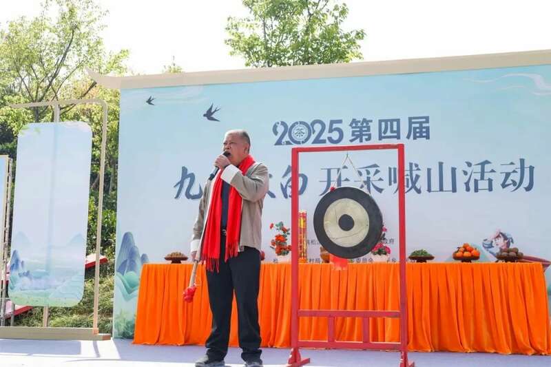 松溪春茶开采开启乡村振兴新篇章 松溪九龙大白茶开采 茶香飘溢漫春山