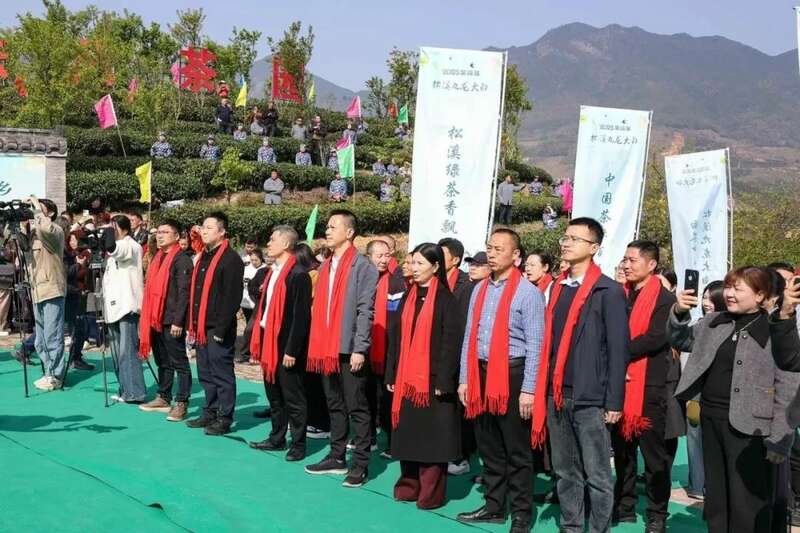 松溪春茶开采开启乡村振兴新篇章 松溪九龙大白茶开采 茶香飘溢漫春山