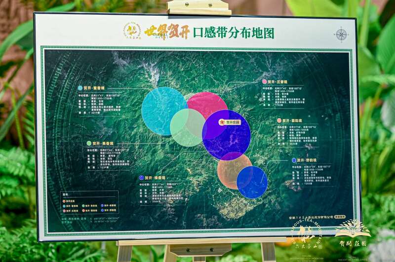 六大茶山贺开古茶山IP打造与品牌升级战略 六大茶山 世界·贺开启动 普洱茶走向世界