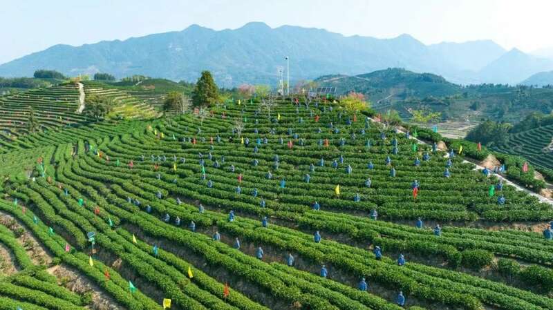 松溪九龙大白茶开采 茶香飘溢漫春山 松溪九龙大白茶开采 茶香飘溢漫春山