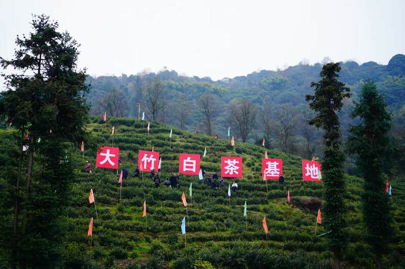 声穿云海,唤醒茶山:2025年第三届“巴山青”茶文化节暨第九届“大竹白茶”喊山开茶节启幕 声穿云海,唤醒茶山:2023第三届“巴山青”茶文化节暨第九届“大竹白茶”喊山开茶节启幕