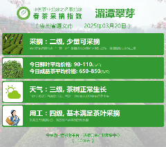 全国多地茶叶协会联合发布行业新动态 2025春茶季:西湖龙井、湄潭翠芽开采
