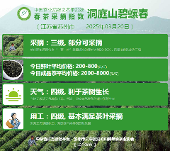 全国多地茶叶协会联合发布行业新动态 2025春茶季:西湖龙井、湄潭翠芽开采