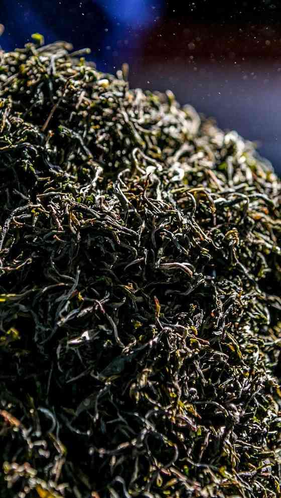 景迈山古树春茶风味传承 001蕴含千年生态密码 澜沧古茶景迈山的春天,该是001味的