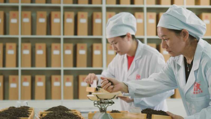 景迈山古树春茶风味传承 001蕴含千年生态密码 澜沧古茶景迈山的春天,该是001味的