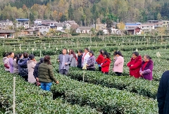 千年贡茶与匠心传承,自然馈赠中的茶文化密码 古韵贡茶氤氲新 ——探寻广元千年茶脉之二